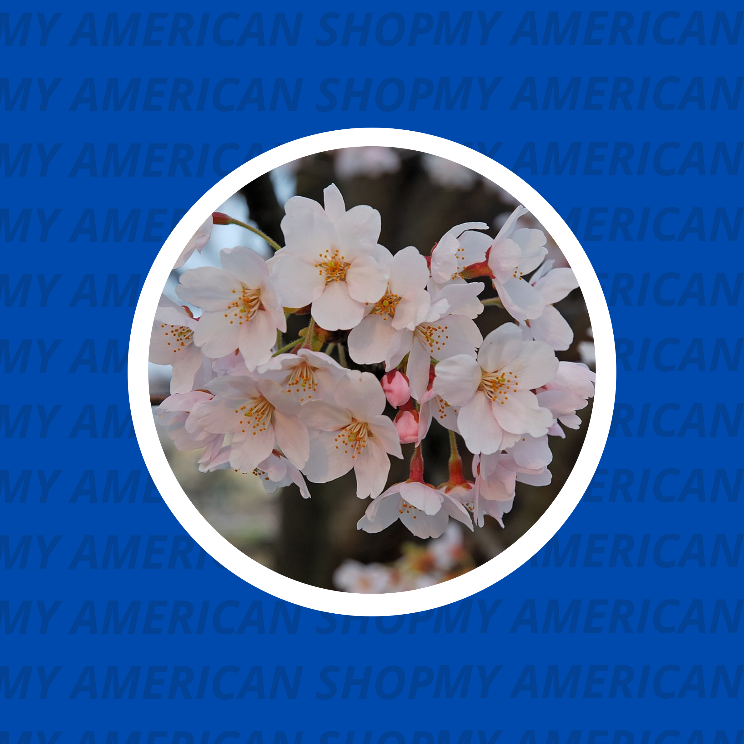Tous nos produits au Sakura ! - My American Shop